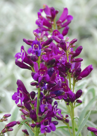 Penstemon barbatus 'Riding Hood Purple'